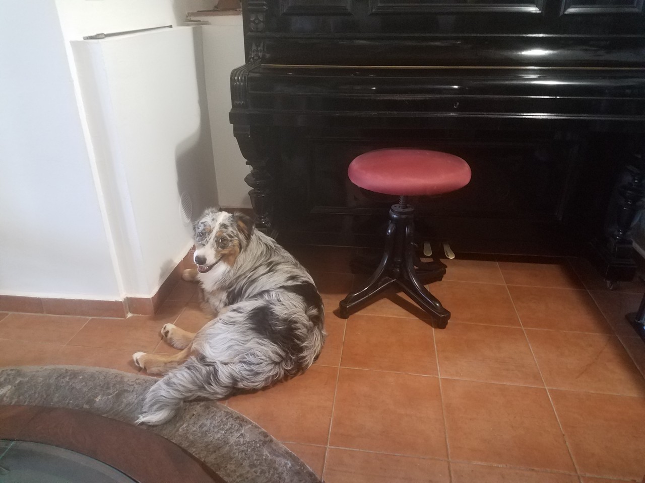 a dog lying on the floor next to a piano