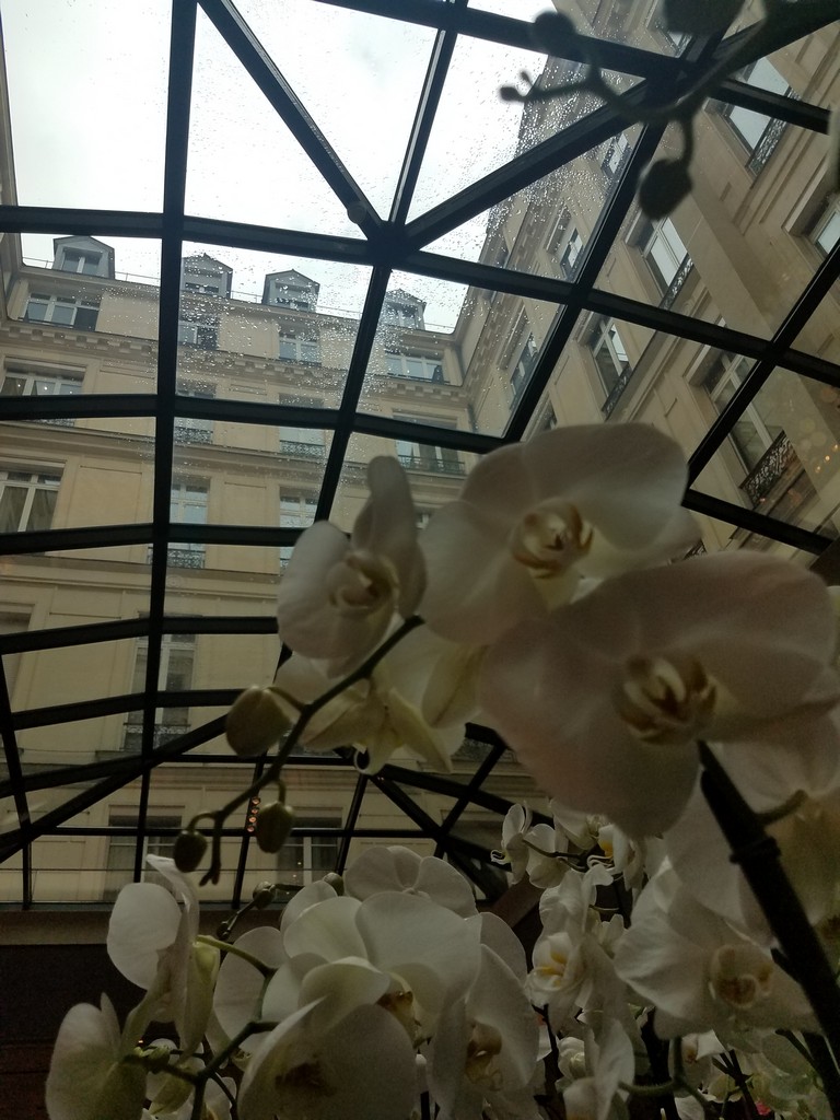 a white flowers in a glass roof
