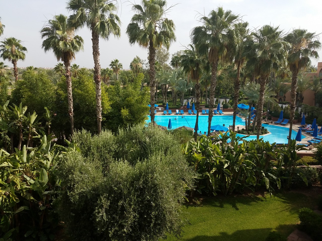a pool with palm trees and bushes