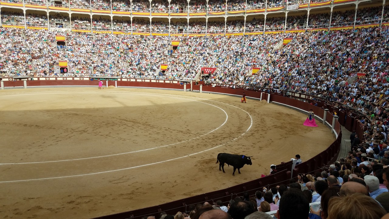 a bull in a arena with a crowd watching