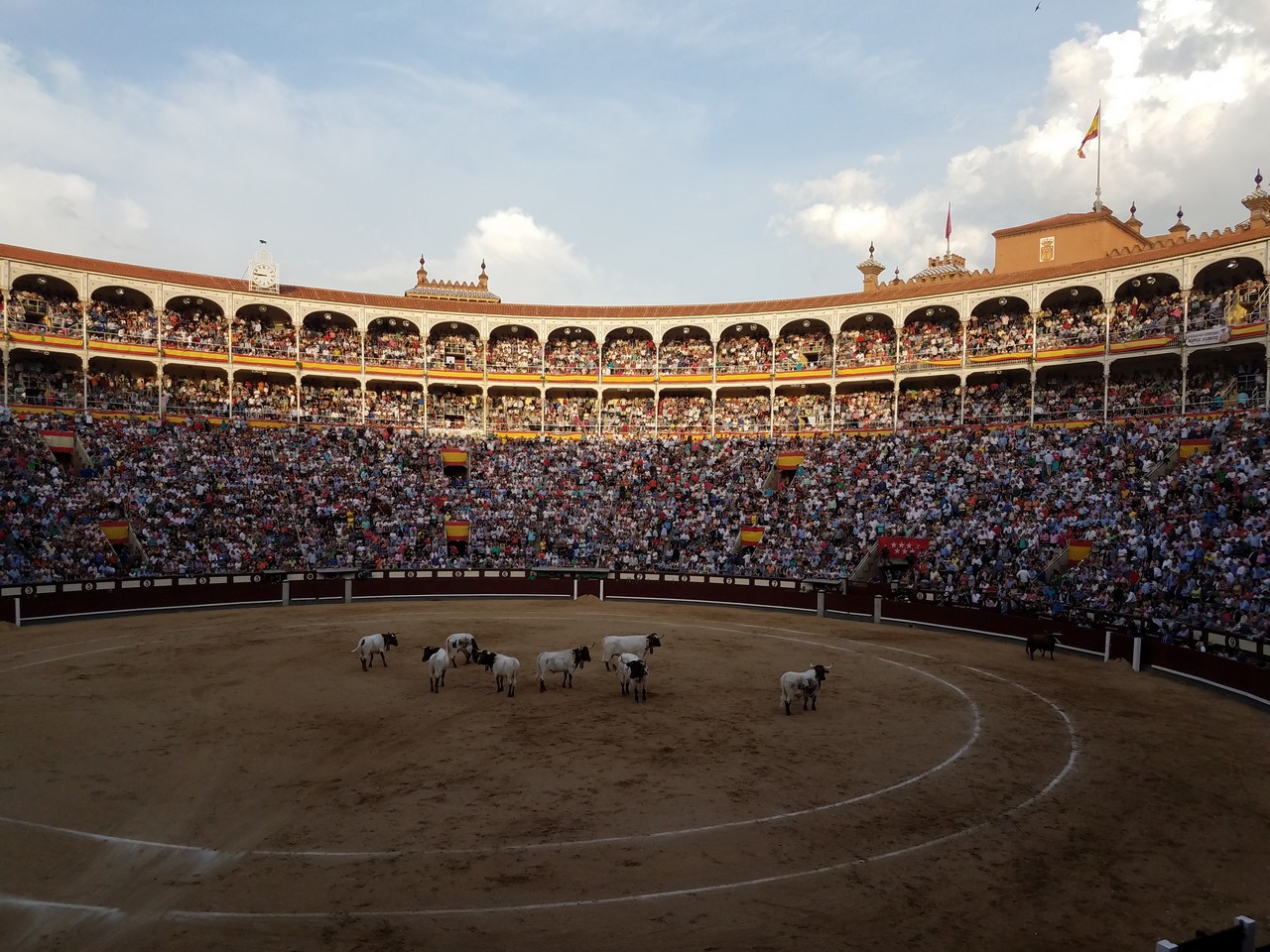 a crowd of people in a stadium with a round arena with cows
