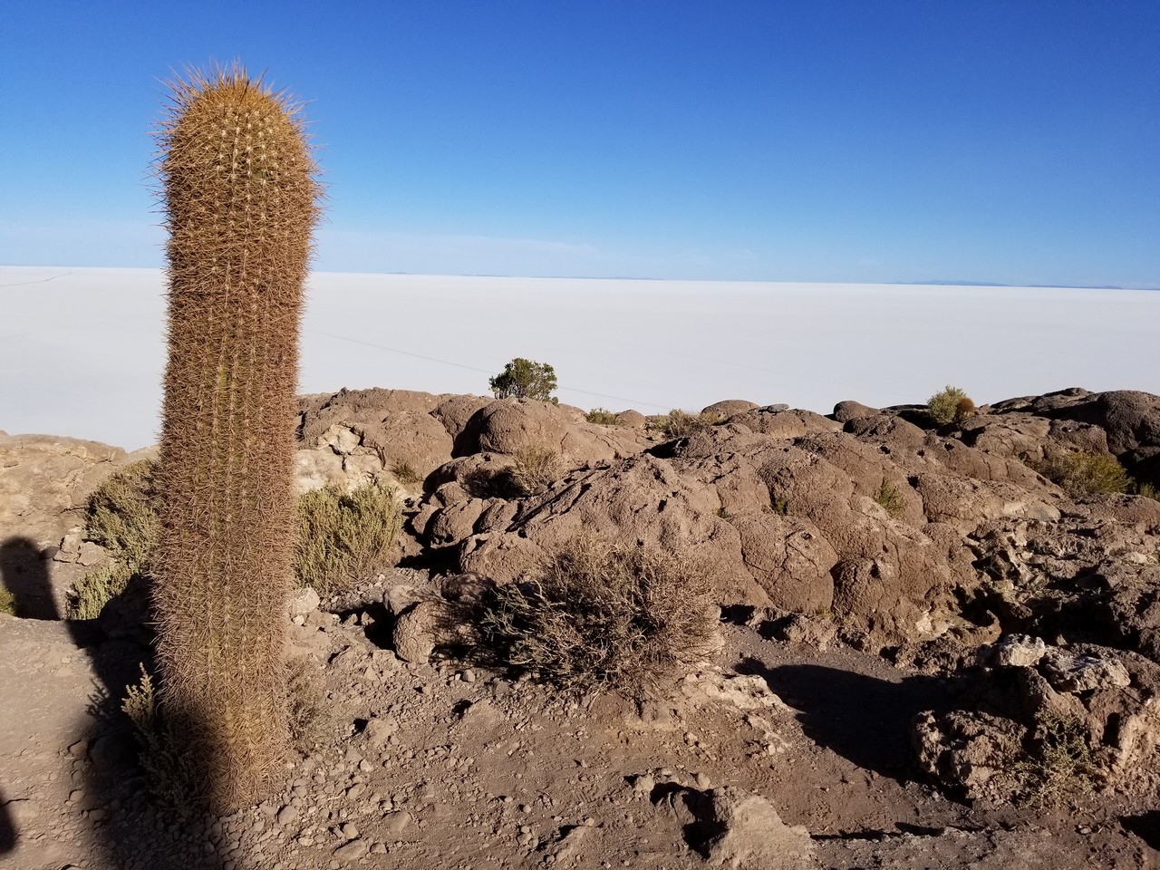 a cactus in the desert