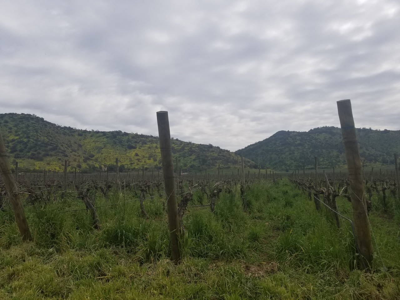 a field of vines with mountains in the background