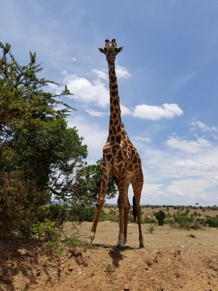 a giraffe standing in a field