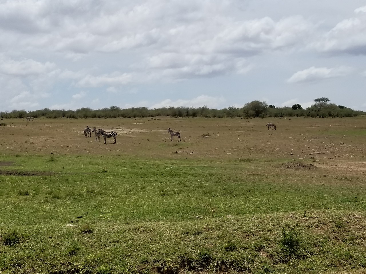 a group of zebras in a field