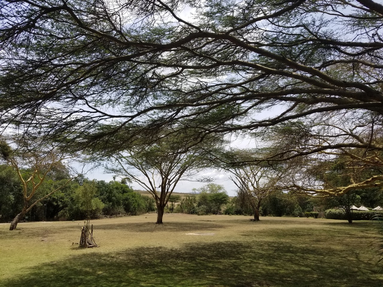 a group of trees in a grassy area