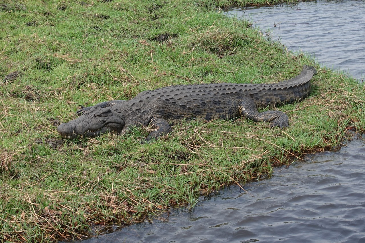 a crocodile on grass by water