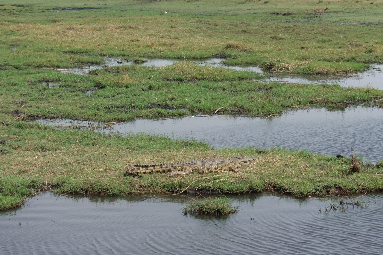 a crocodile in a grassy area