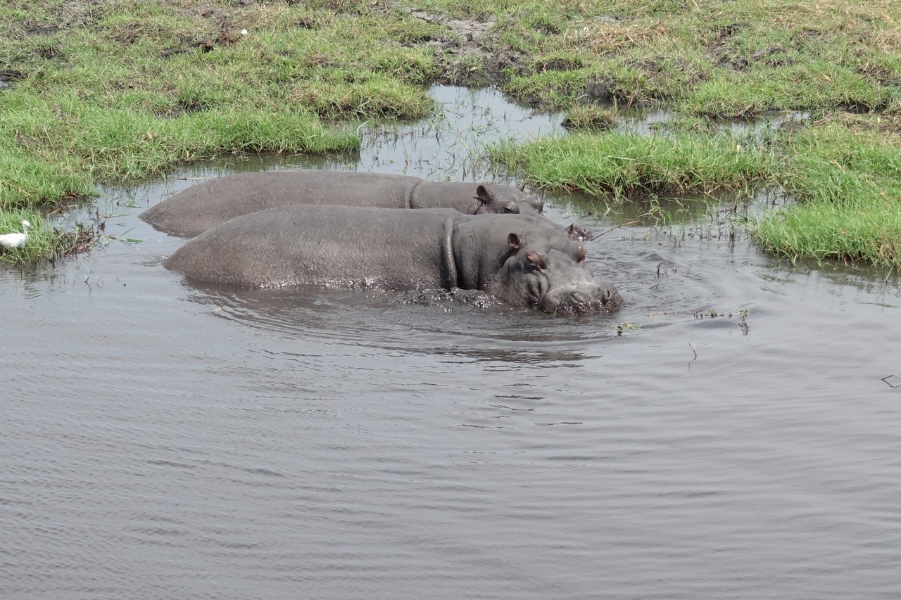 a group of hippos in water