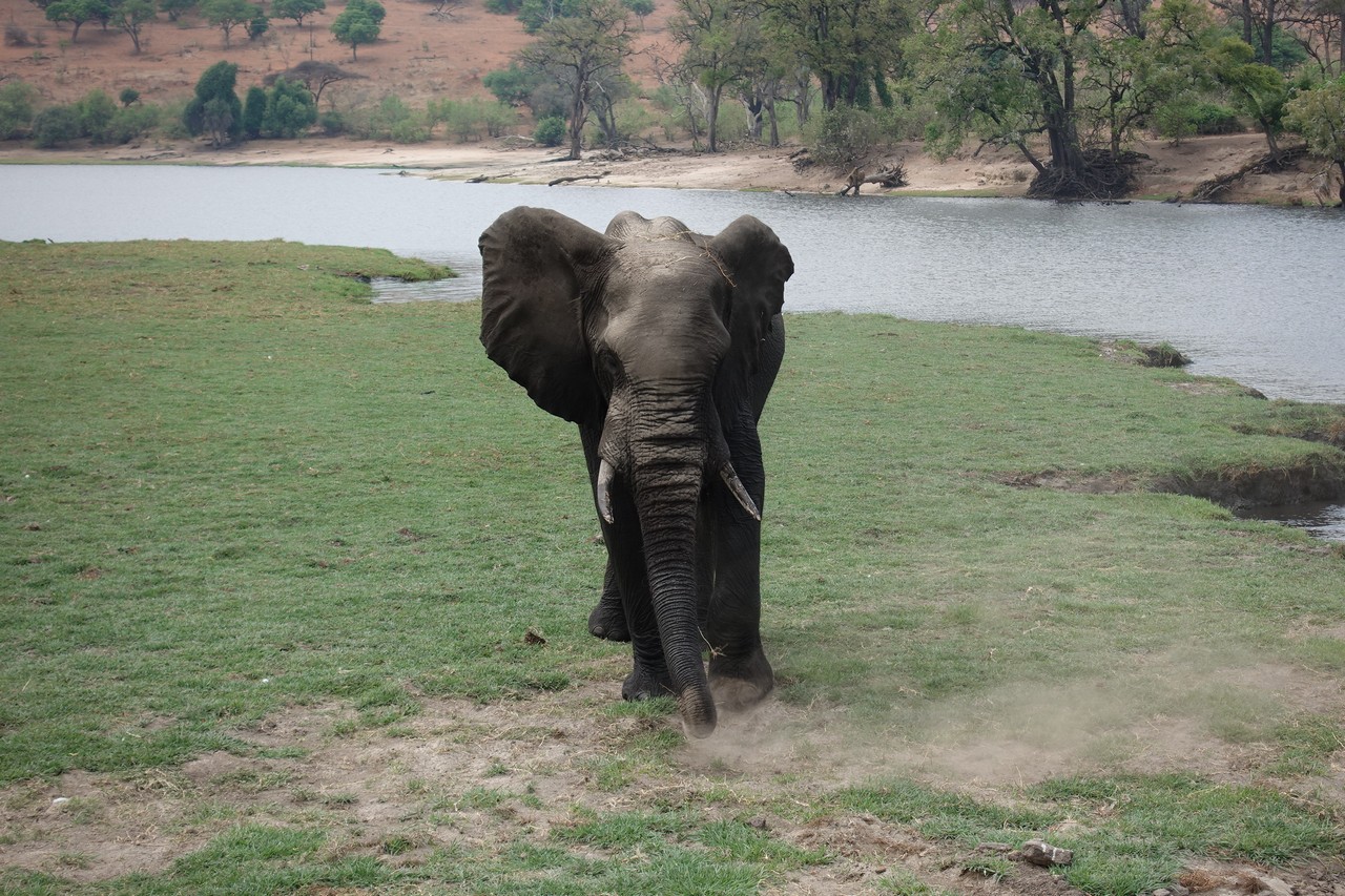 an elephant walking on grass by water