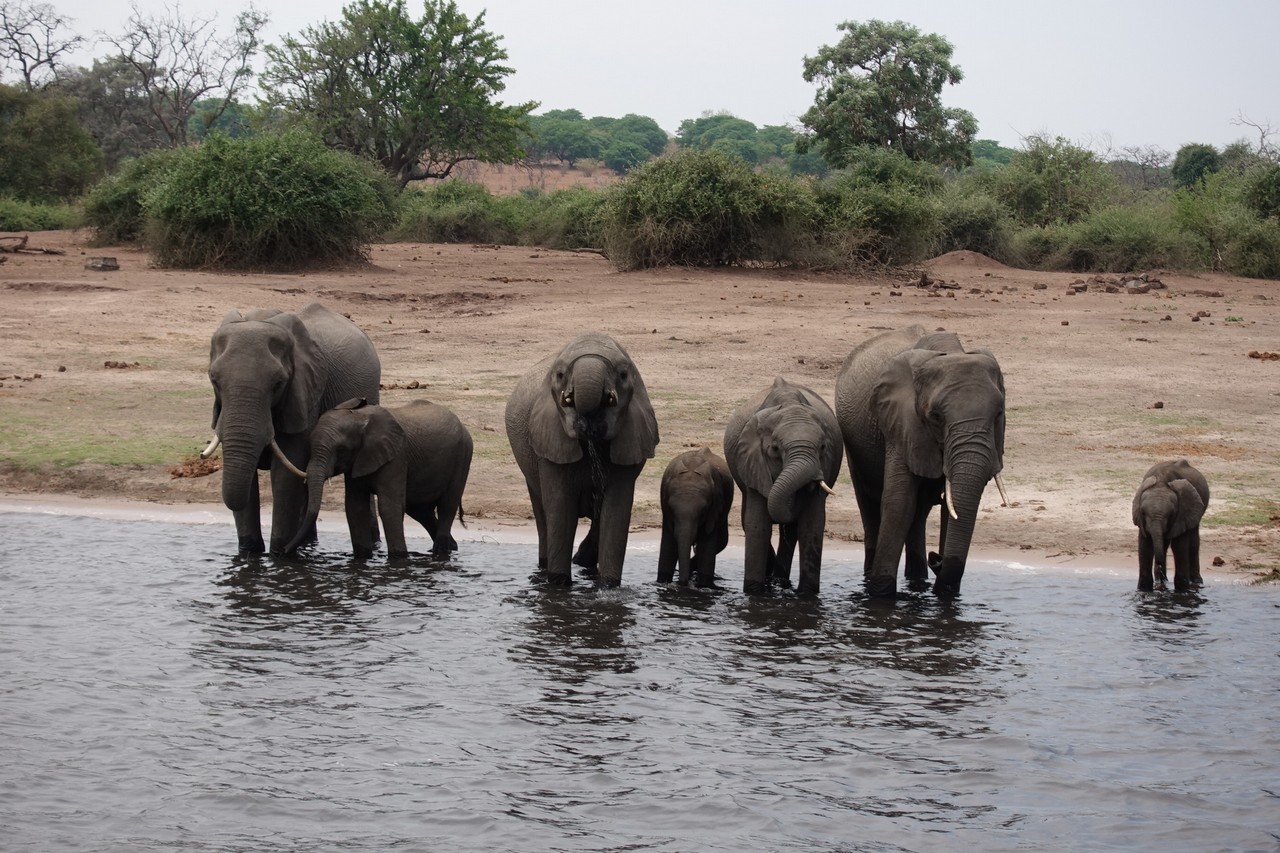a group of elephants standing in water