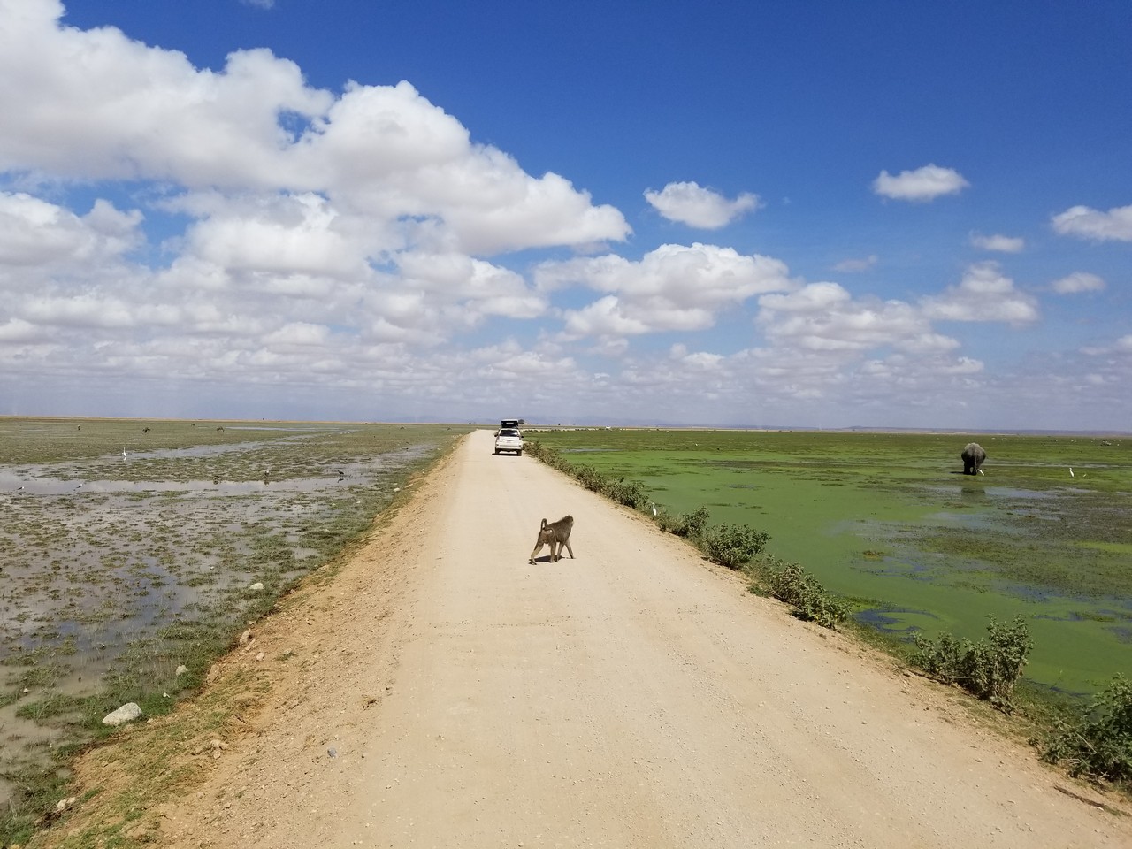 a dog walking on a dirt road