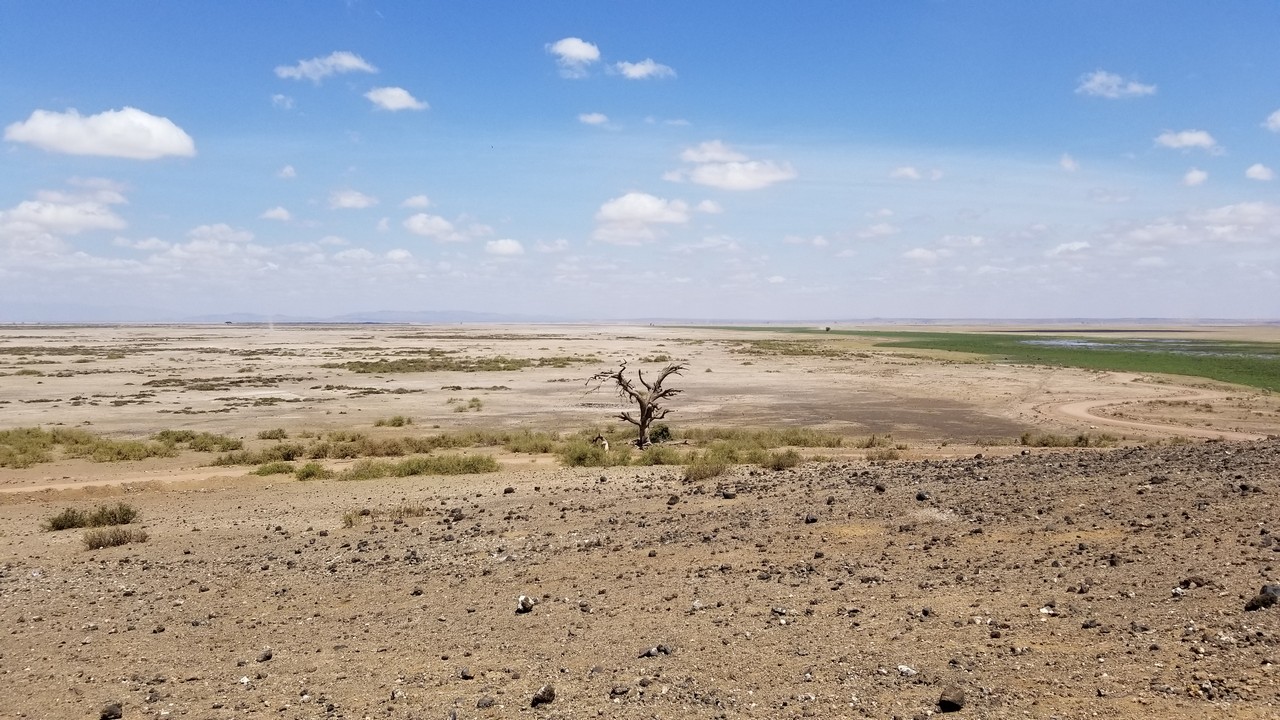 a dry landscape with a tree in the middle