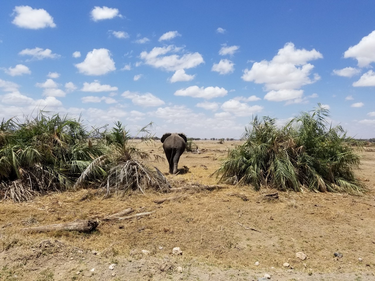 an elephant walking through a field with palm trees
