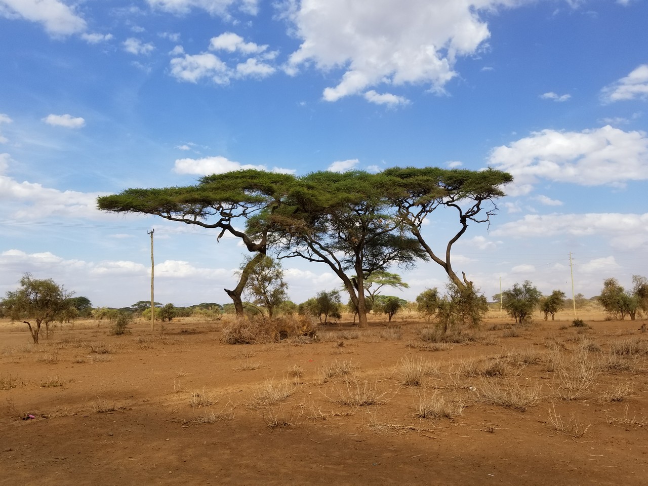 a tree in a dry field