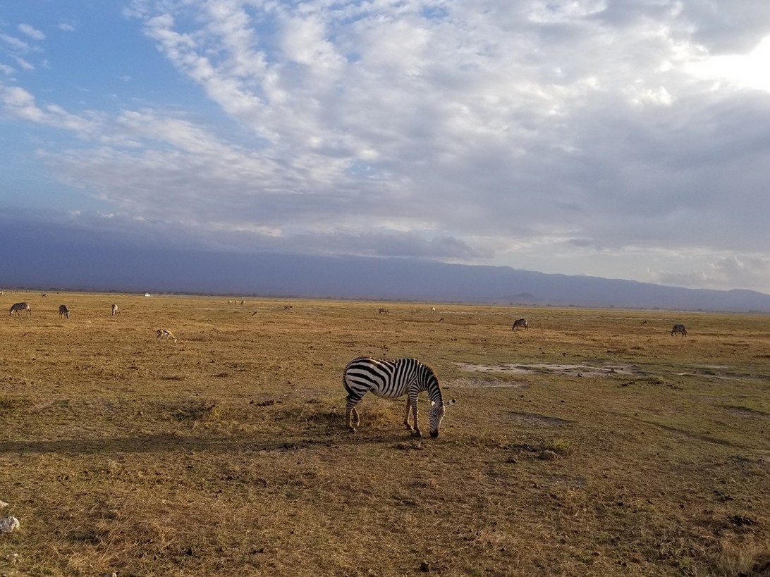 a zebras grazing on a field