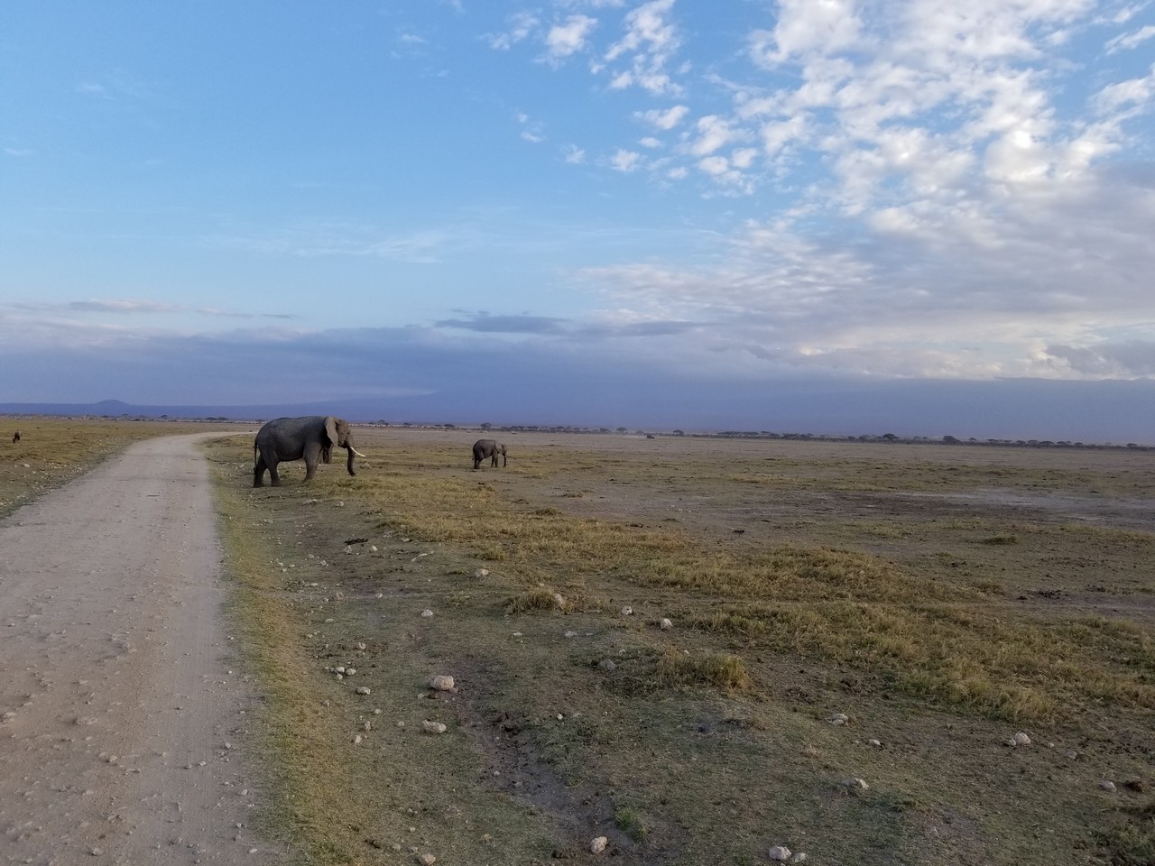 elephants on a dirt road