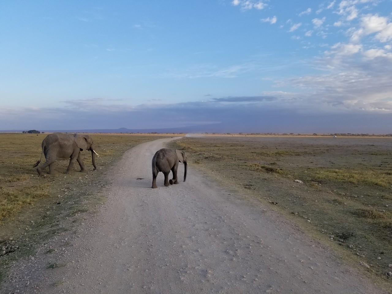 elephants crossing a dirt road