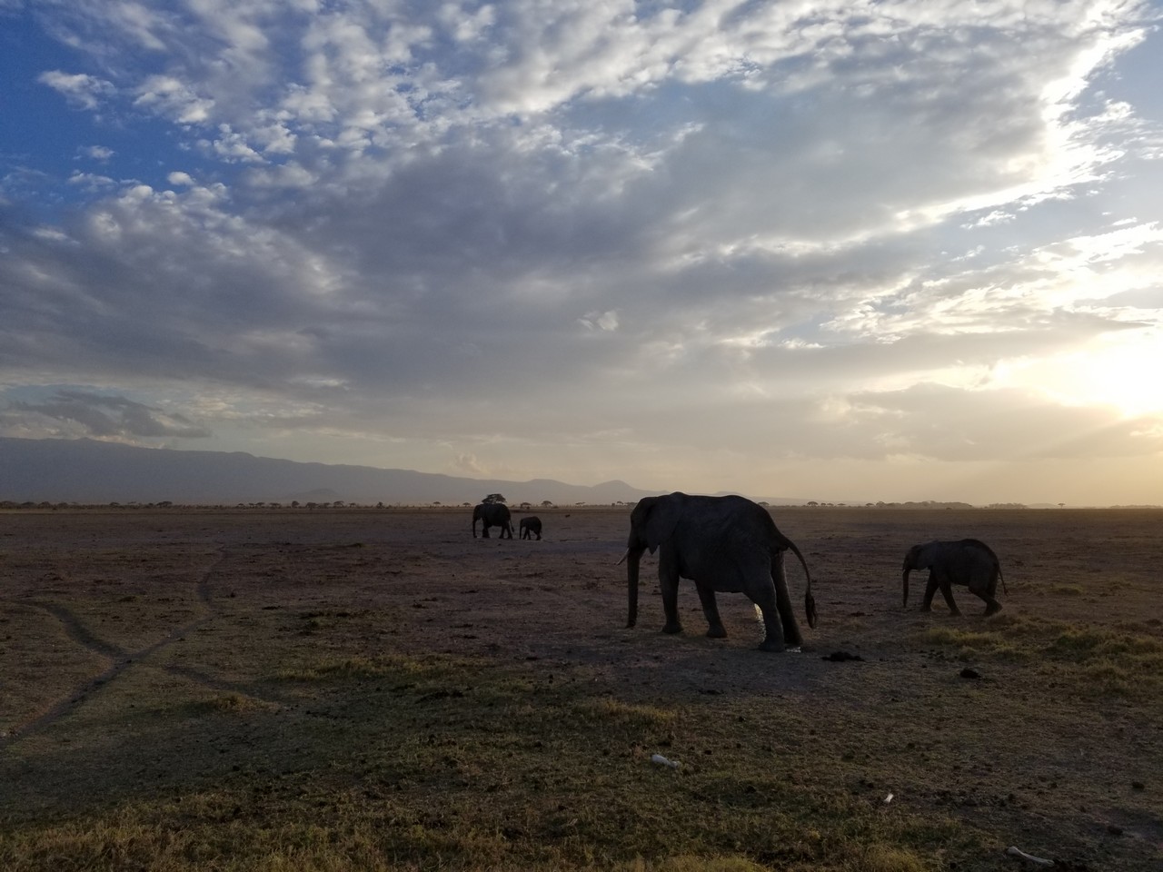 elephants walking in a field