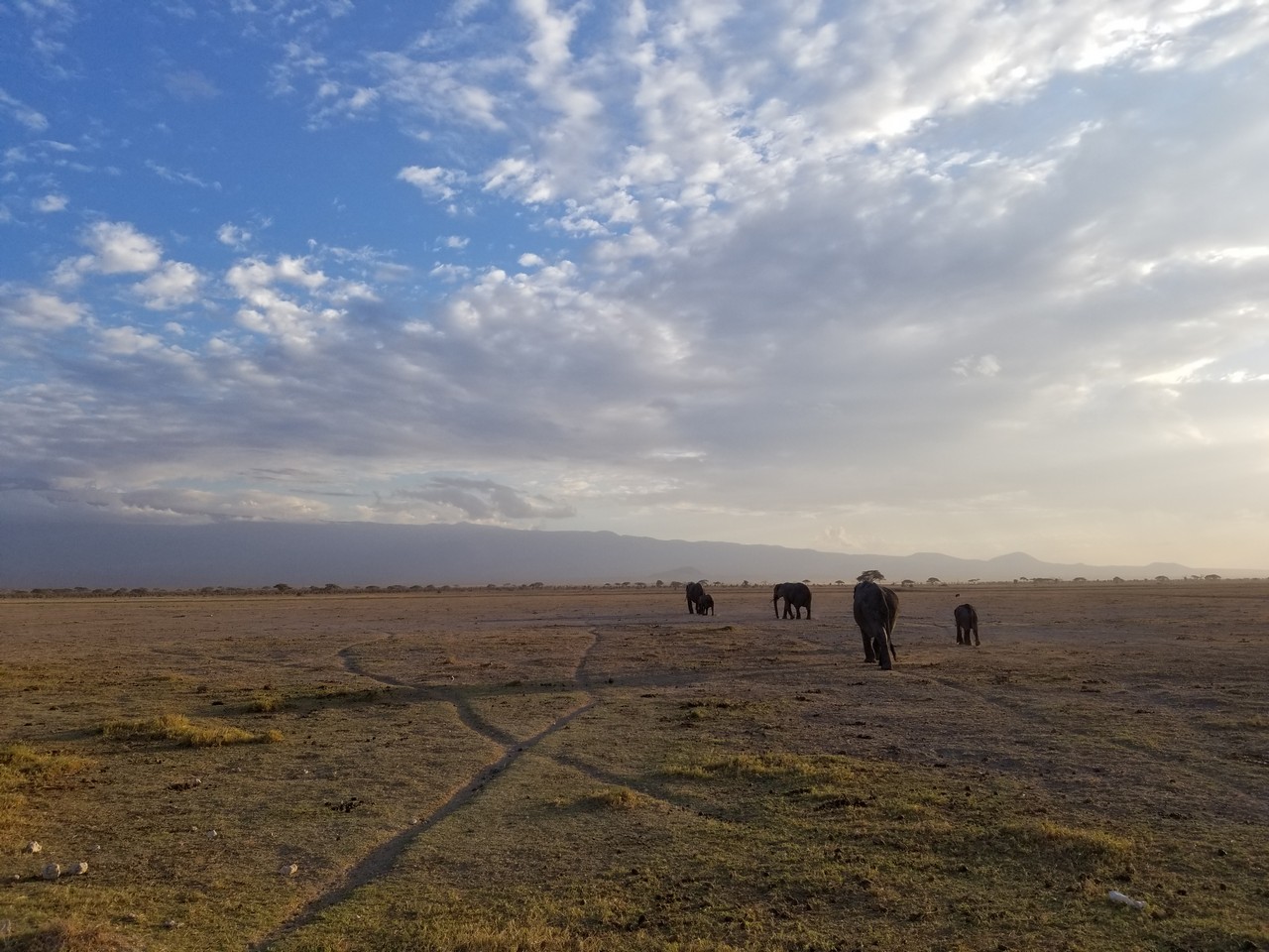 a group of elephants walking in a field