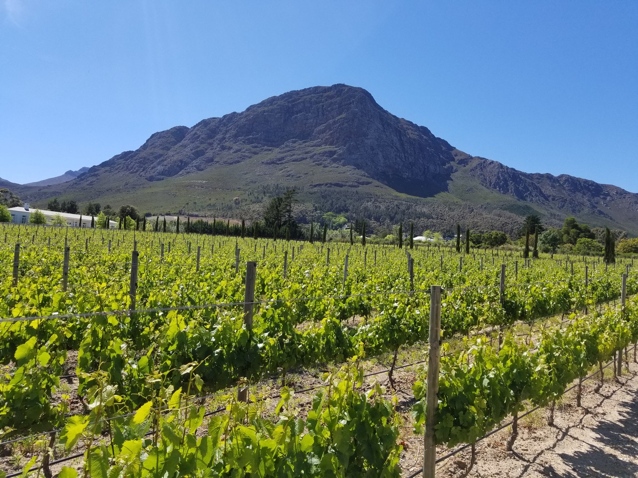 a vineyard with a mountain in the background