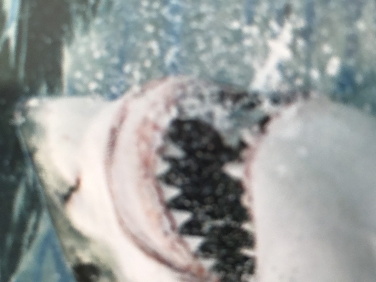 a shark's face with teeth