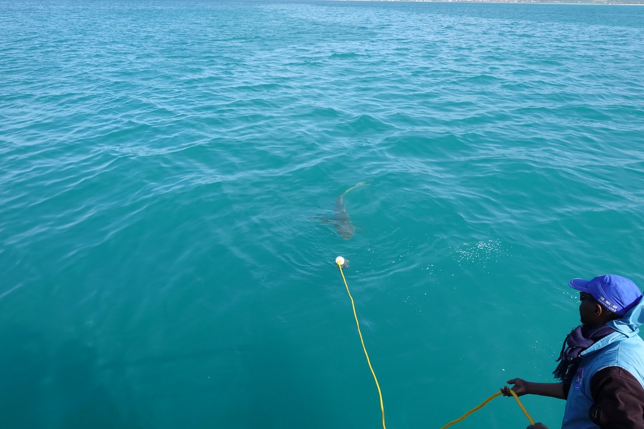 a person holding a yellow rope to a shark swimming in the water