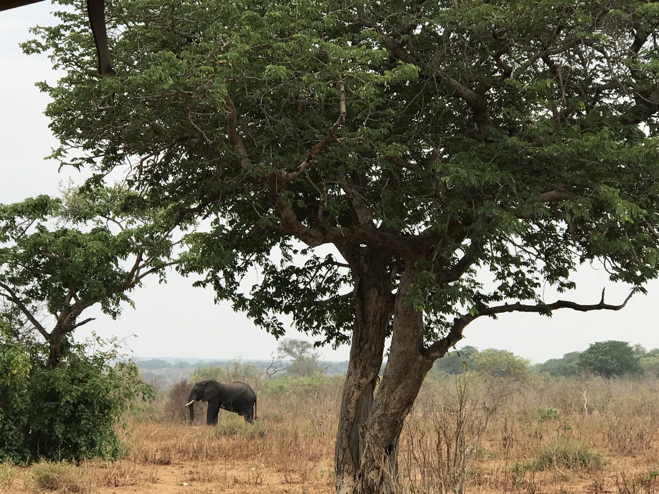 an elephant standing in a field under a tree