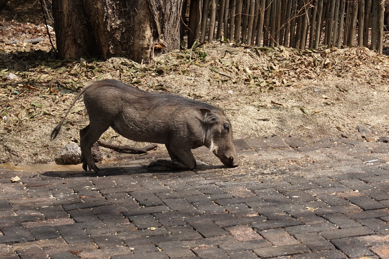 a pig on a brick path