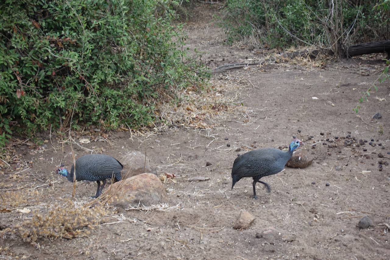 a couple of birds walking on dirt
