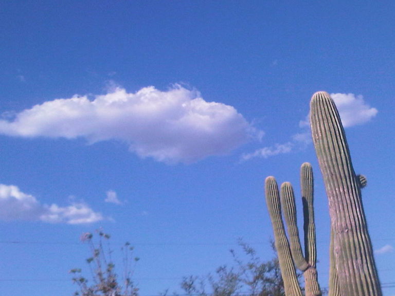 An Aloft Phoenix Thanksgiving