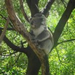 DSC00215 (Copy) (Copy)