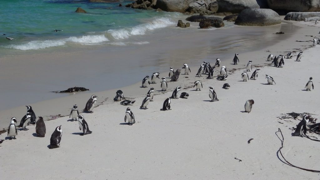 Goodbye penguins