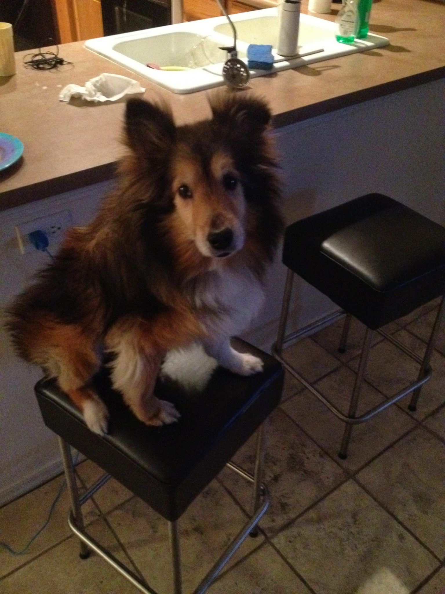 a dog sitting on a stool