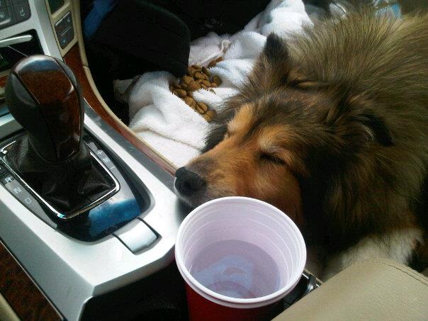 a dog sleeping in a car