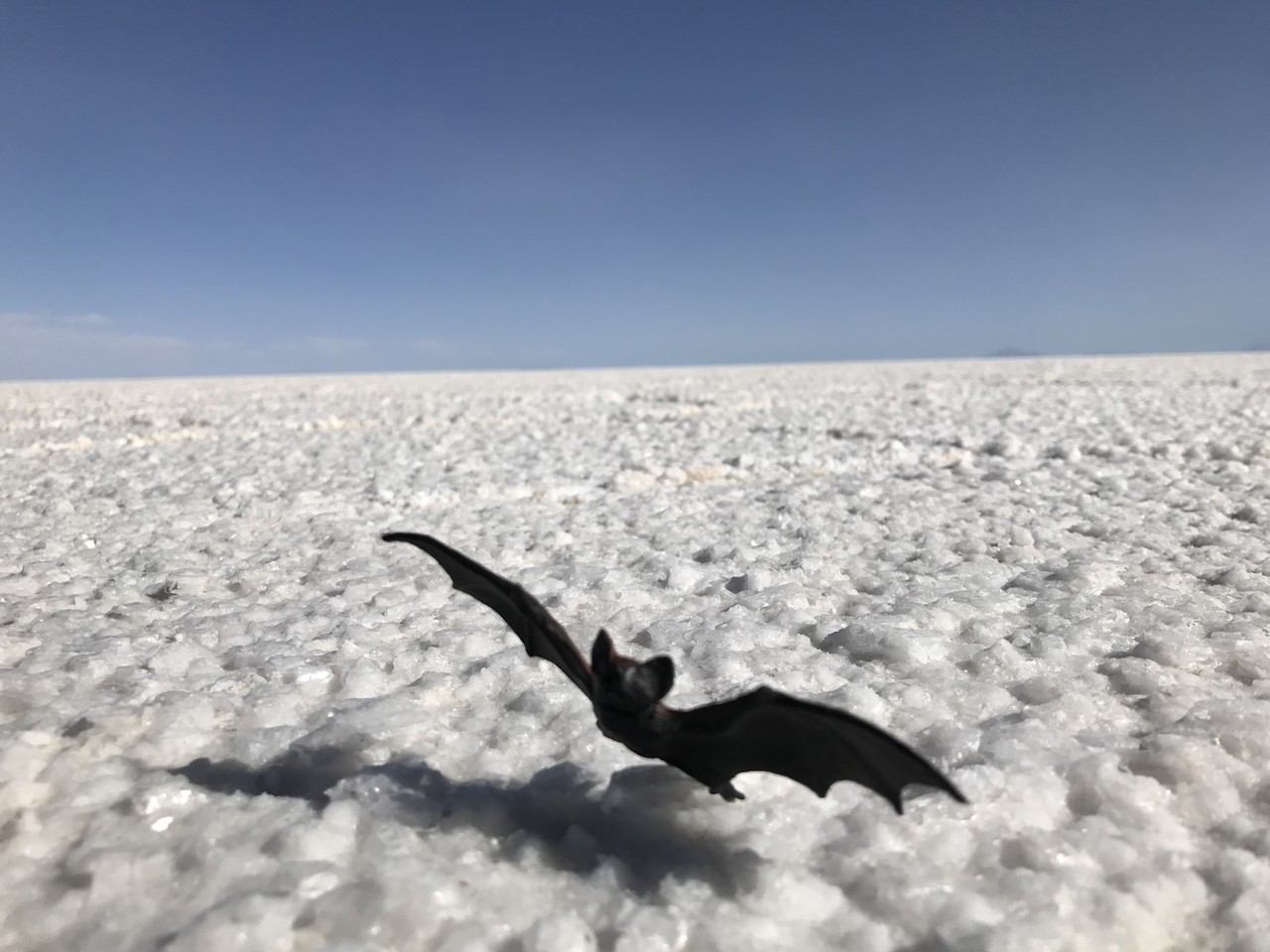 a bat flying in the air