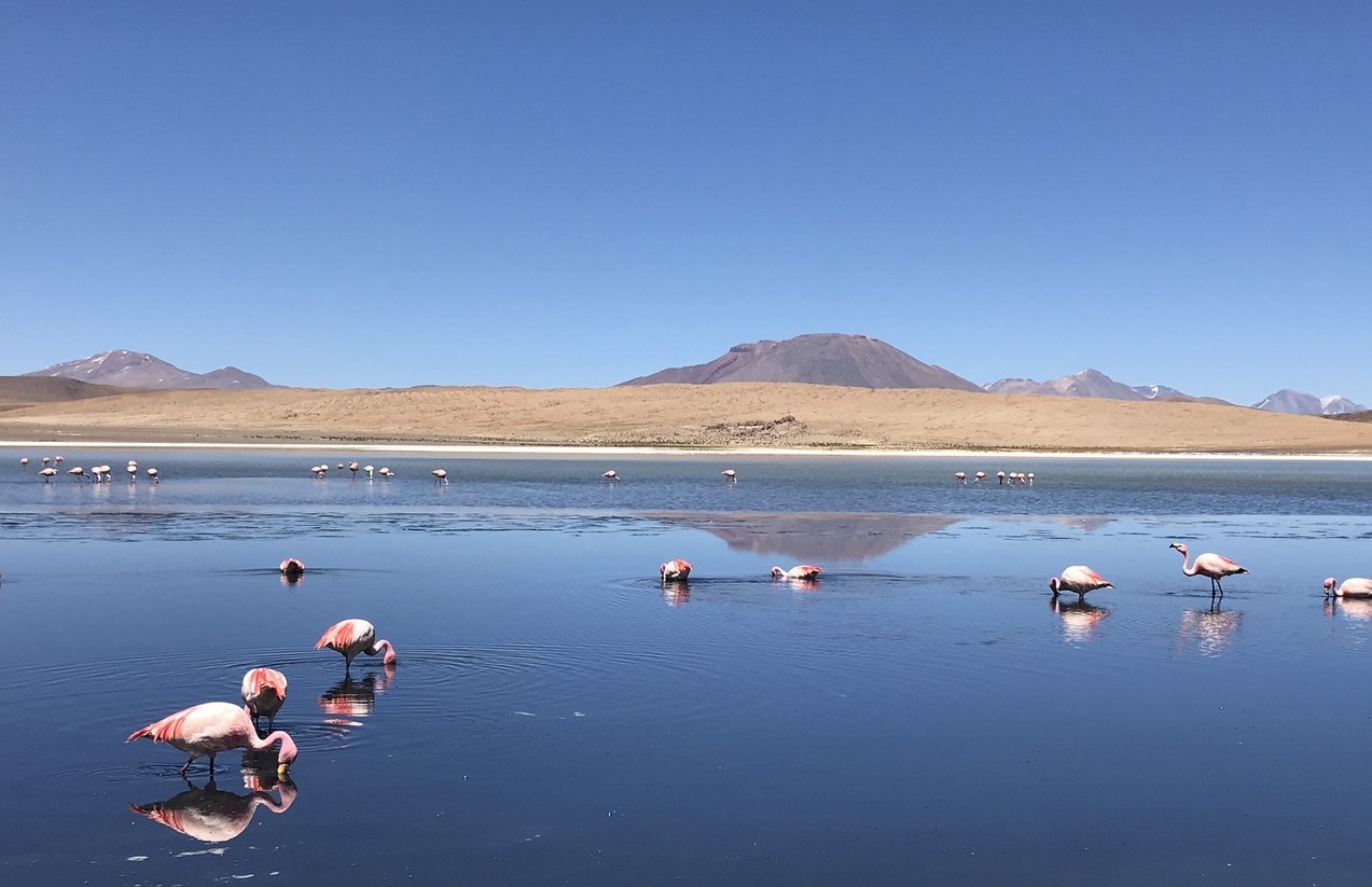 a group of flamingos in a lake