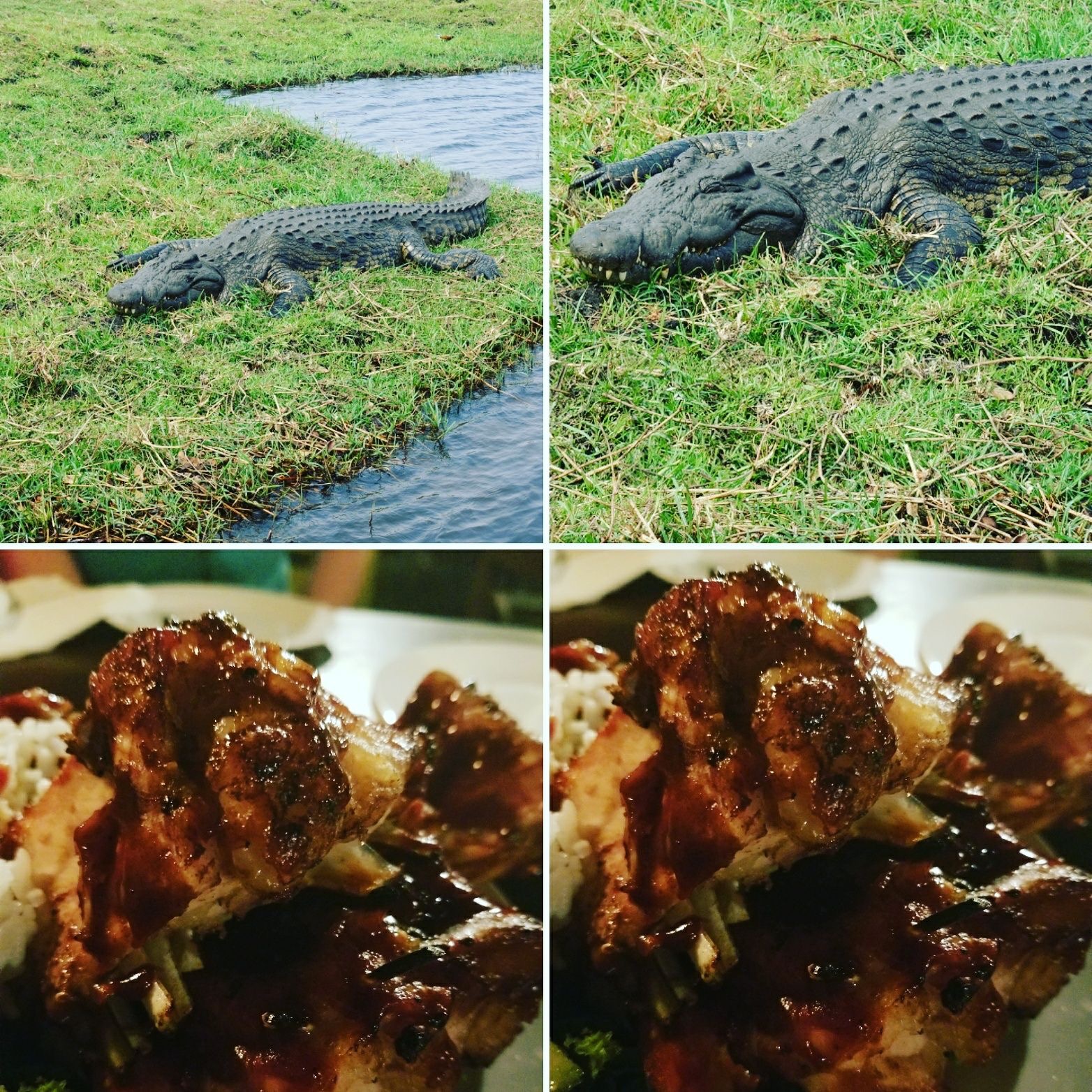 a crocodile lying on grass next to a plate of food