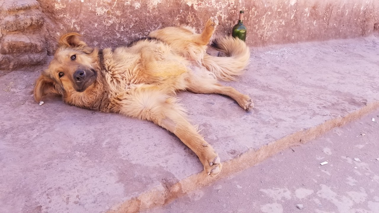 a dog lying on the ground next to a bottle