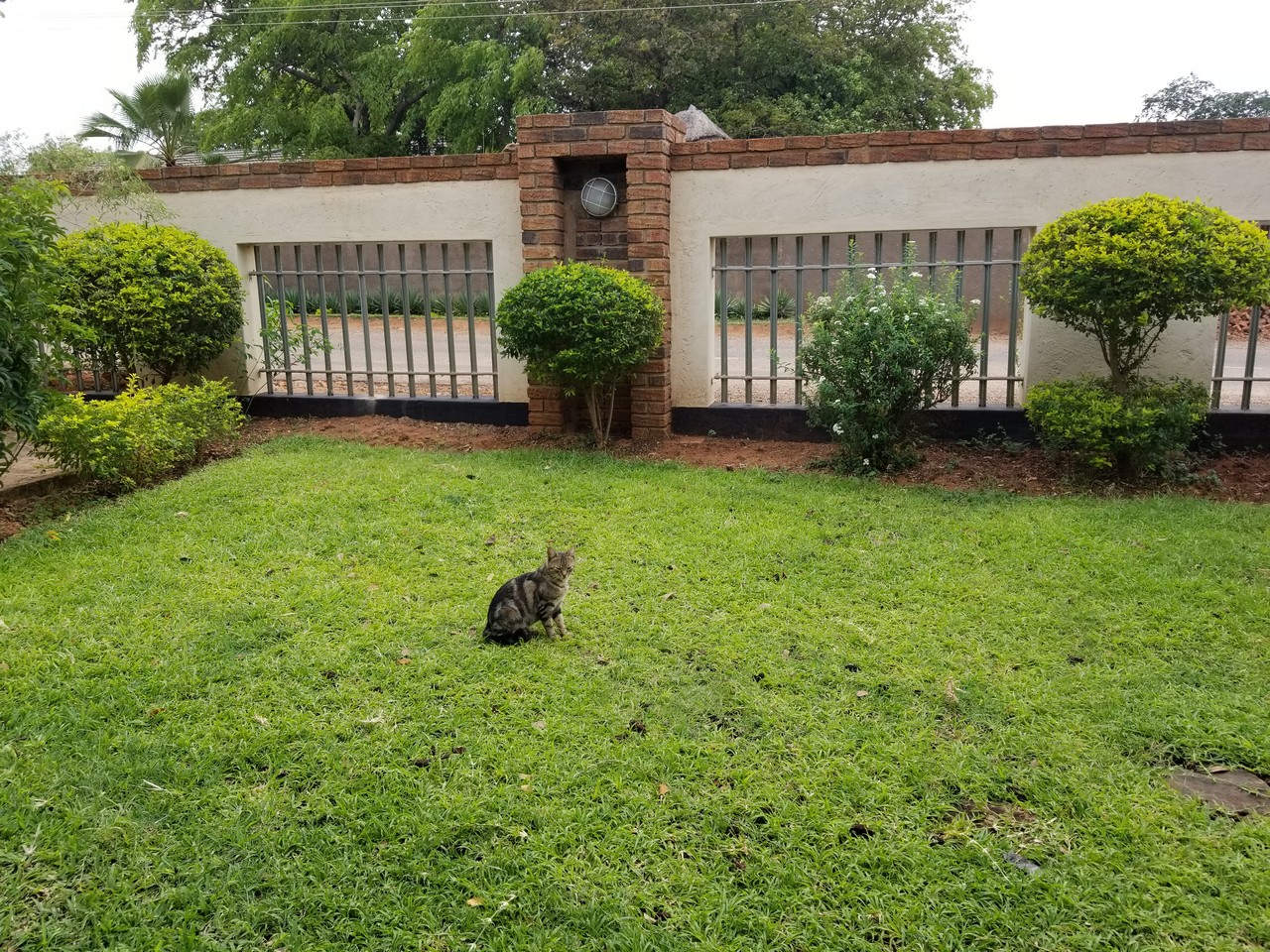 a cat sitting in a yard