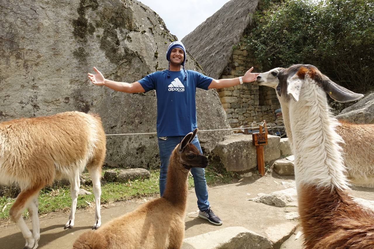 a man standing next to two llamas