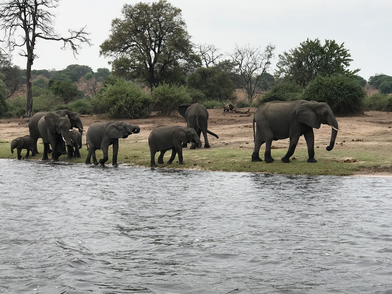 a group of elephants walking along a river