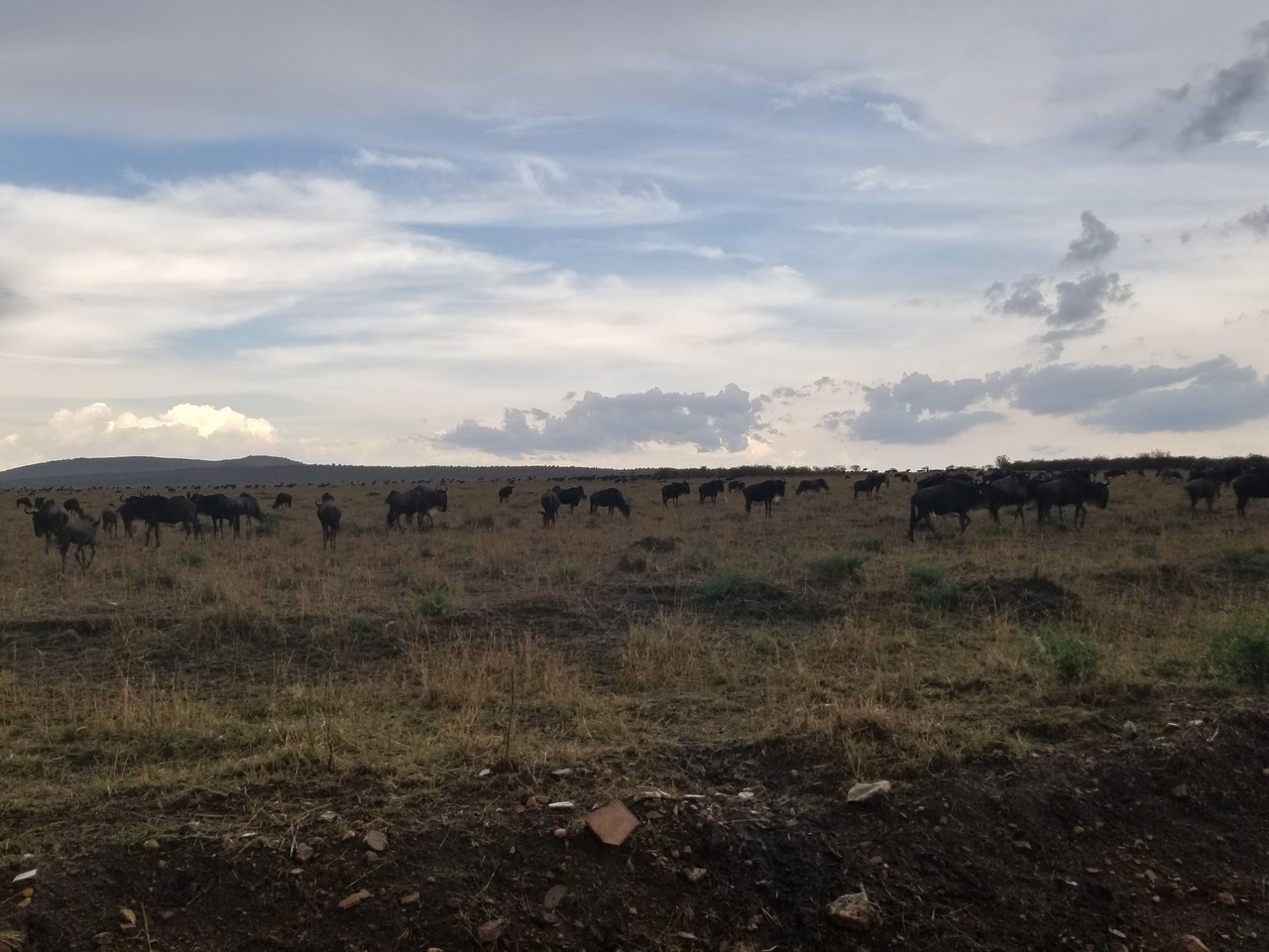 a herd of animals in a field