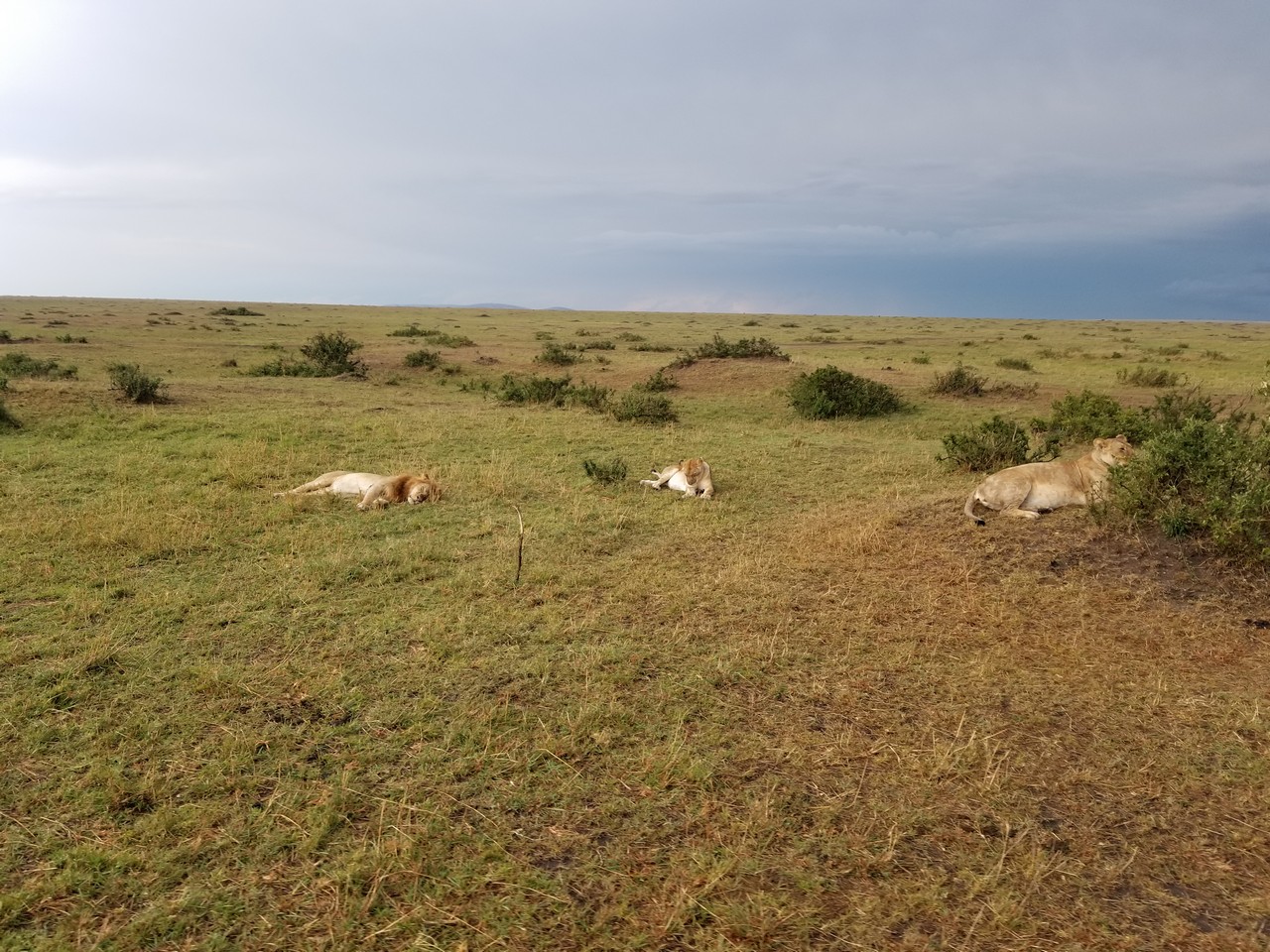 a group of lions lying in a grassy field