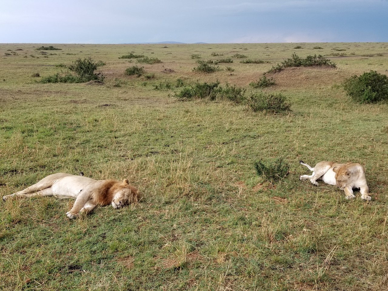 two lions lying in a grassy field
