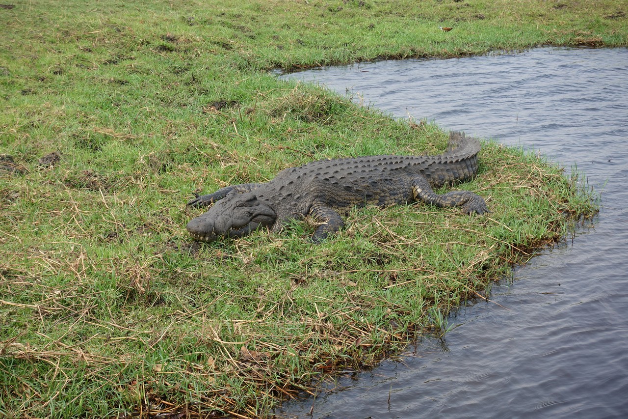 a crocodile lying on grass near water