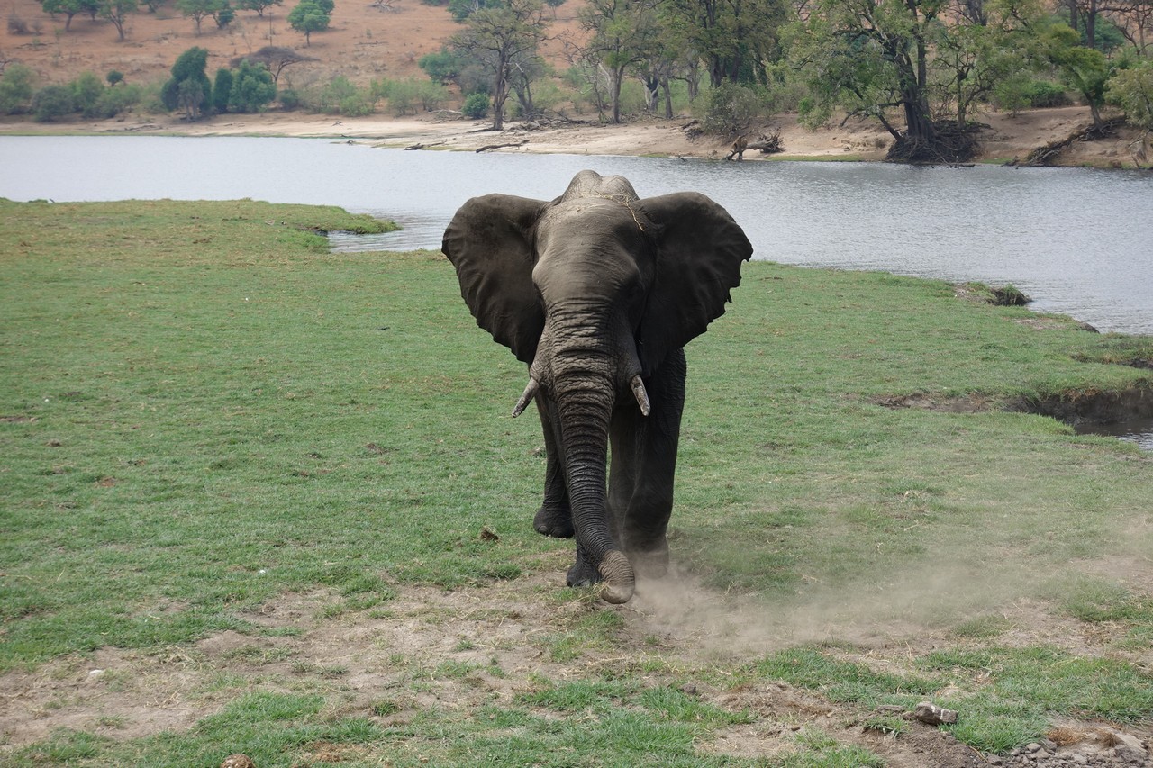 an elephant walking in grass by water