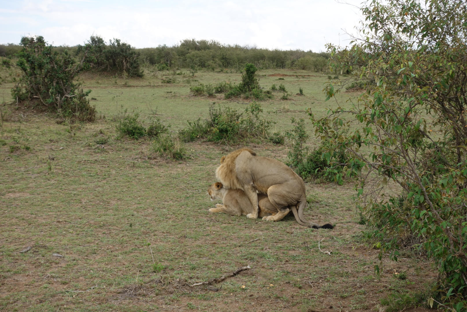 two lions lying on the ground