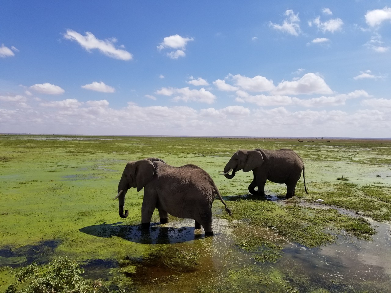 elephants walking in a swamp