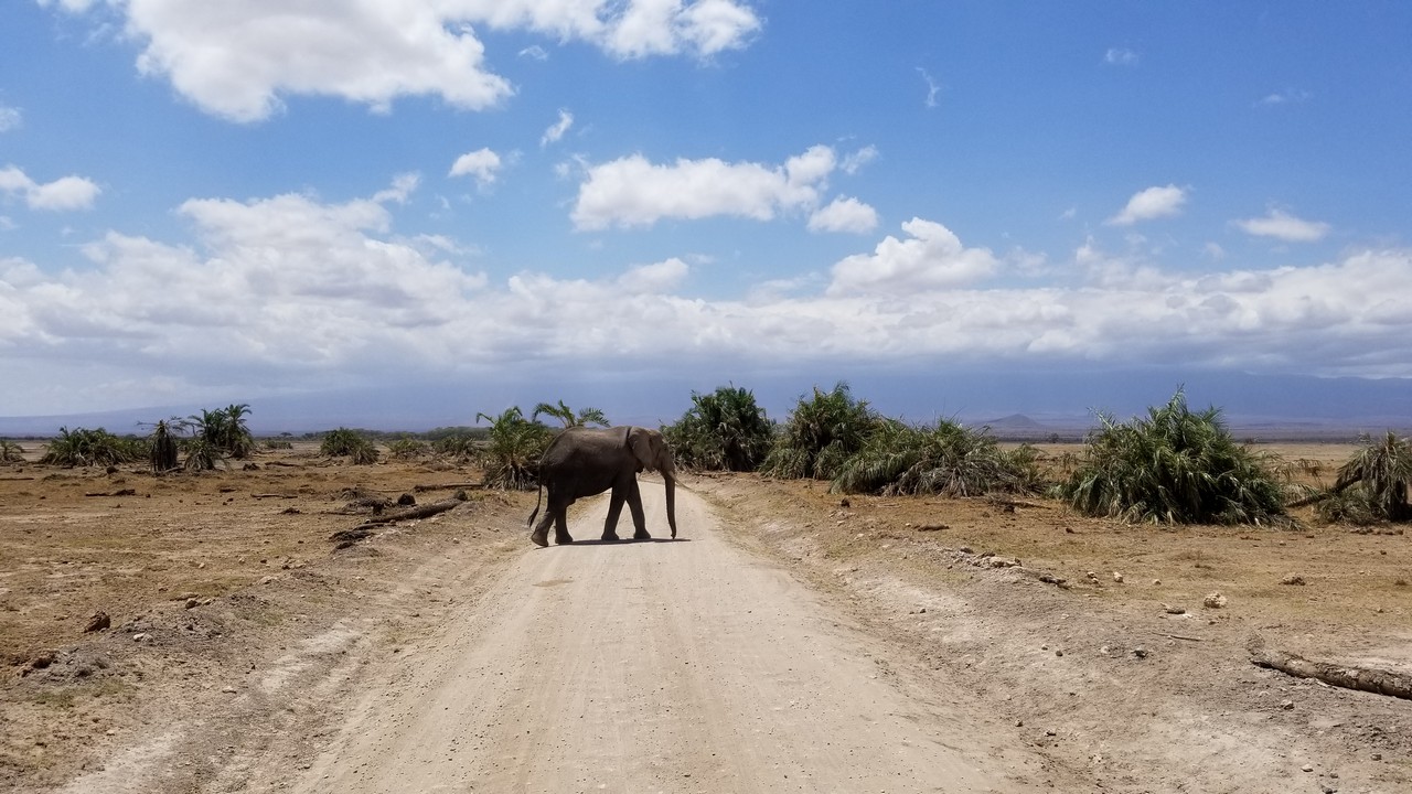 an elephant crossing a dirt road